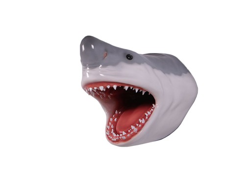 Great white shark - head, large